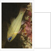 Spotgill Cardinalfish by Anonymous