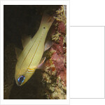 Spotgill Cardinalfish by Anonymous