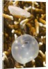 Broadclub Cuttlefish hatching by Anonymous