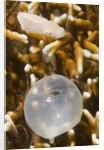 Broadclub Cuttlefish hatching by Anonymous