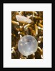 Broadclub Cuttlefish hatching by Anonymous
