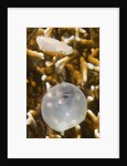 Broadclub Cuttlefish hatching by Anonymous