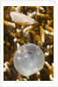 Broadclub Cuttlefish hatching by Anonymous