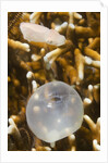 Broadclub Cuttlefish hatching by Anonymous