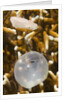 Broadclub Cuttlefish hatching by Anonymous