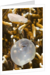Broadclub Cuttlefish hatching by Anonymous