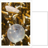 Broadclub Cuttlefish hatching by Anonymous