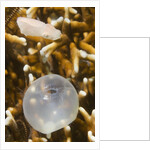 Broadclub Cuttlefish hatching by Anonymous