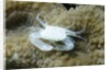 Crowned Coral Crab by Anonymous