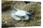 Crowned Coral Crab by Anonymous