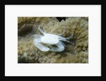 Crowned Coral Crab by Anonymous