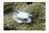 Crowned Coral Crab by Anonymous