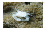 Crowned Coral Crab by Anonymous