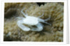 Crowned Coral Crab by Anonymous