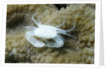 Crowned Coral Crab by Anonymous