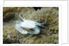 Crowned Coral Crab by Anonymous