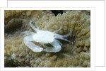 Crowned Coral Crab by Anonymous