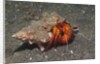 White-Spotted Hermit Crab by Anonymous