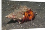 White-Spotted Hermit Crab by Anonymous