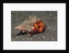 White-Spotted Hermit Crab by Anonymous