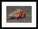 White-Spotted Hermit Crab by Anonymous