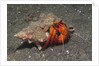 White-Spotted Hermit Crab by Anonymous