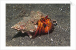 White-Spotted Hermit Crab by Anonymous