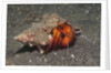 White-Spotted Hermit Crab by Anonymous