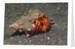 White-Spotted Hermit Crab by Anonymous