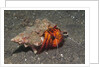 White-Spotted Hermit Crab by Anonymous