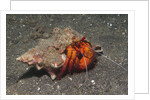 White-Spotted Hermit Crab by Anonymous