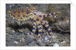 Blue-Ringed Octopus by Anonymous