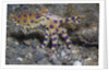 Blue-Ringed Octopus by Anonymous