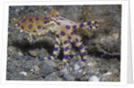 Blue-Ringed Octopus by Anonymous