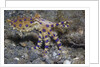 Blue-Ringed Octopus by Anonymous