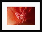 Soft Coral Porcelain Crab by Anonymous
