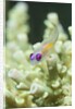Redeye Hovering Goby by Anonymous