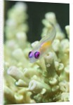 Redeye Hovering Goby by Anonymous