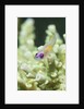 Redeye Hovering Goby by Anonymous