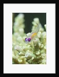 Redeye Hovering Goby by Anonymous