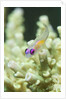Redeye Hovering Goby by Anonymous