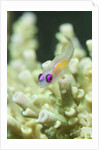 Redeye Hovering Goby by Anonymous