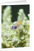 Redeye Hovering Goby by Anonymous