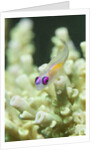 Redeye Hovering Goby by Anonymous