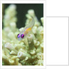 Redeye Hovering Goby by Anonymous