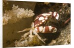 Harlequin Swimming Crab by Anonymous