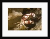 Harlequin Swimming Crab by Anonymous