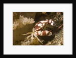 Harlequin Swimming Crab by Anonymous