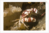 Harlequin Swimming Crab by Anonymous