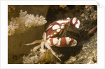 Harlequin Swimming Crab by Anonymous